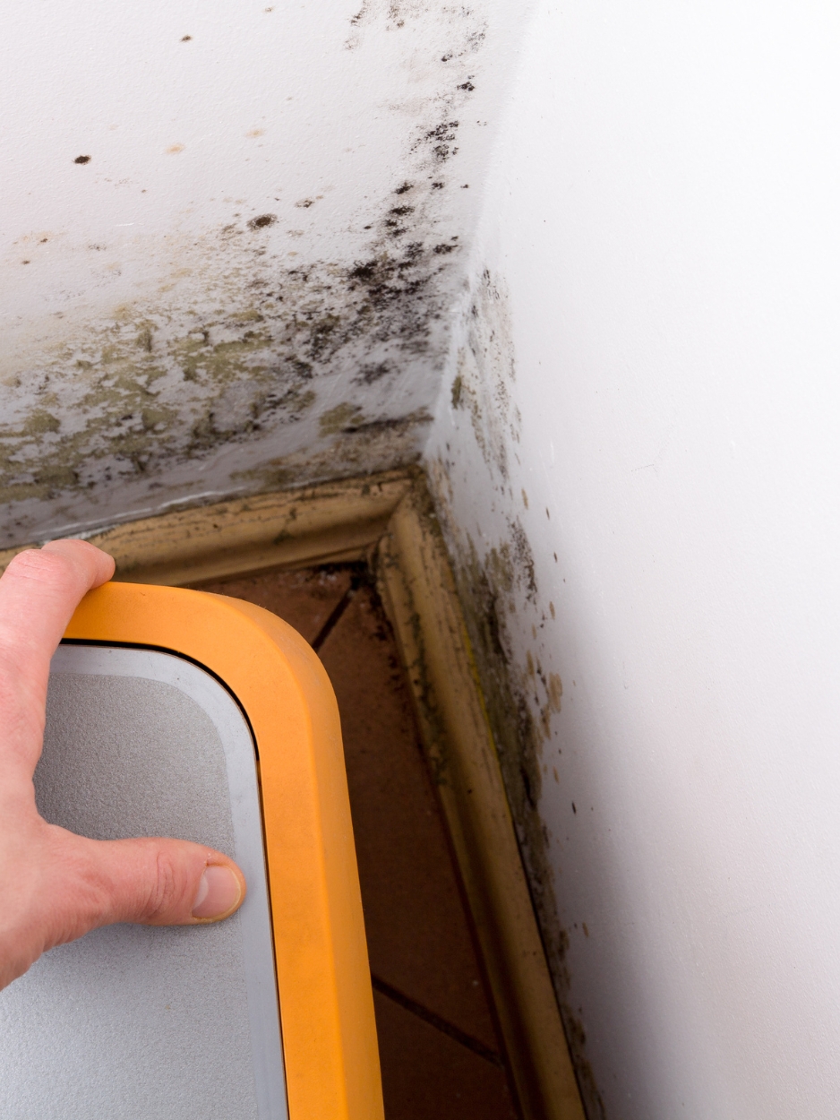 Mold Removal Projects