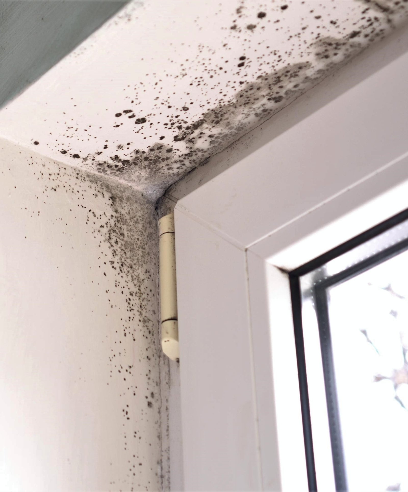 Mold Remediation Project