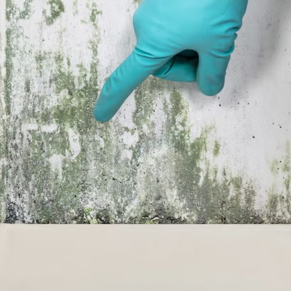 Image 3-Mold Remediation